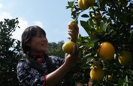 贛南臍橙開摘