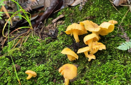 藏在秋菌褶皺里的生態(tài)智慧（施玉巧）