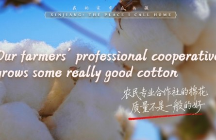 我的家鄉(xiāng)在新疆｜農(nóng)民專業(yè)合作社的棉花，質(zhì)量不是一般的好