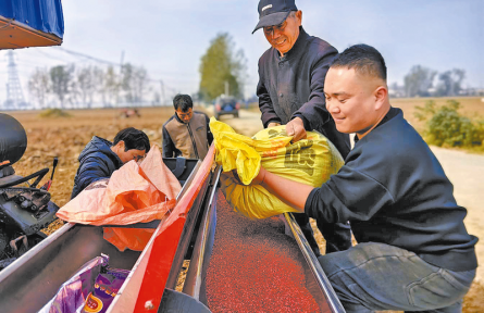 河南駐馬店：晴好天氣搶農(nóng)時(shí) 秋糧播種加速度