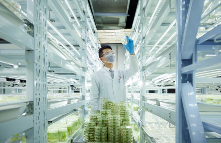 中國智慧解決農(nóng)業(yè)難題:新一代綠色除草技術(shù)形成體系